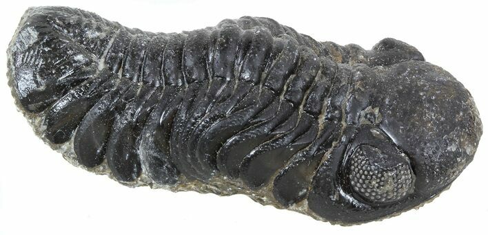 Austerops Trilobite Fossil - Rock Removed #55864